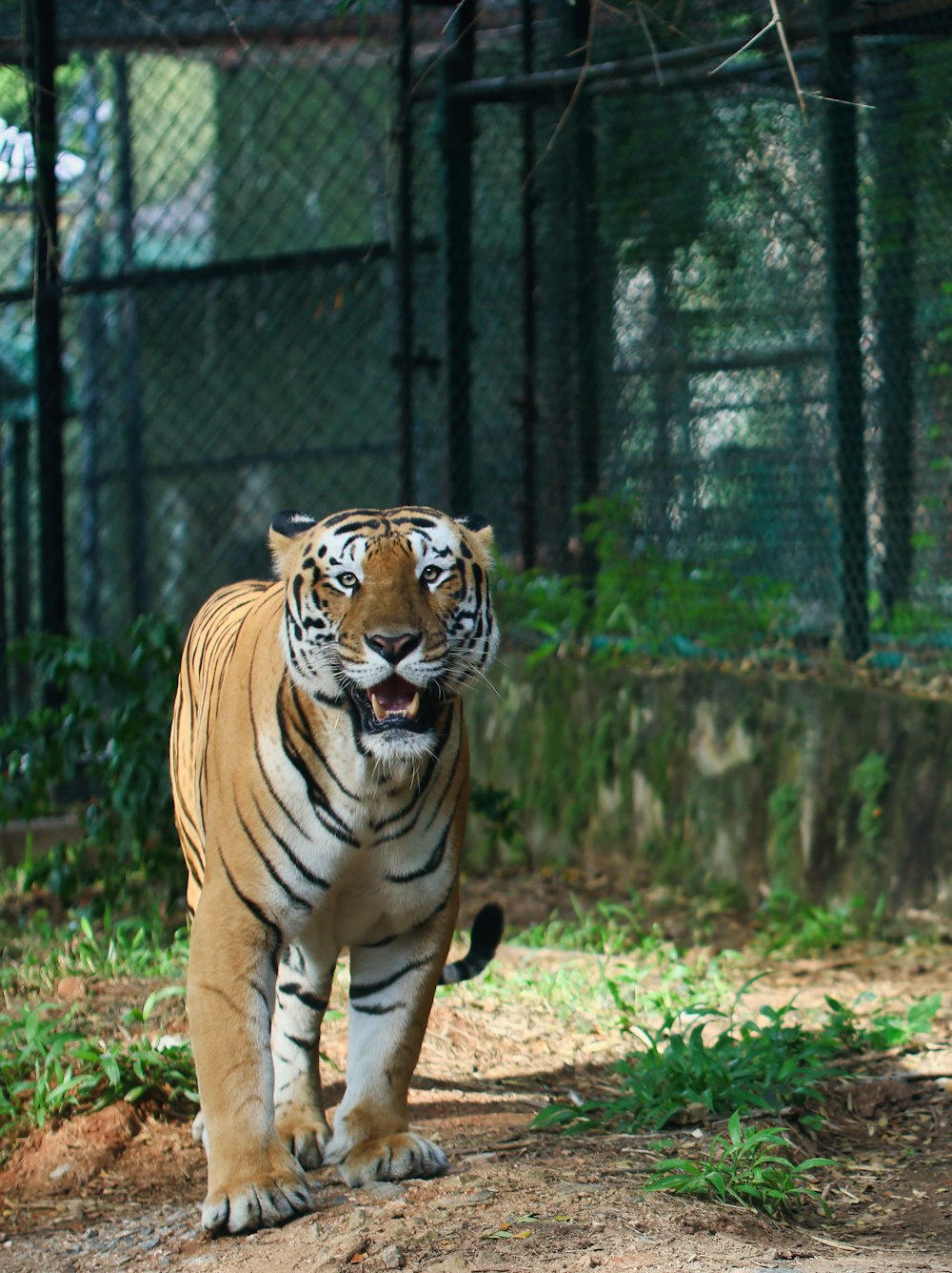 a tiger walking across a dirt field next to a fence
