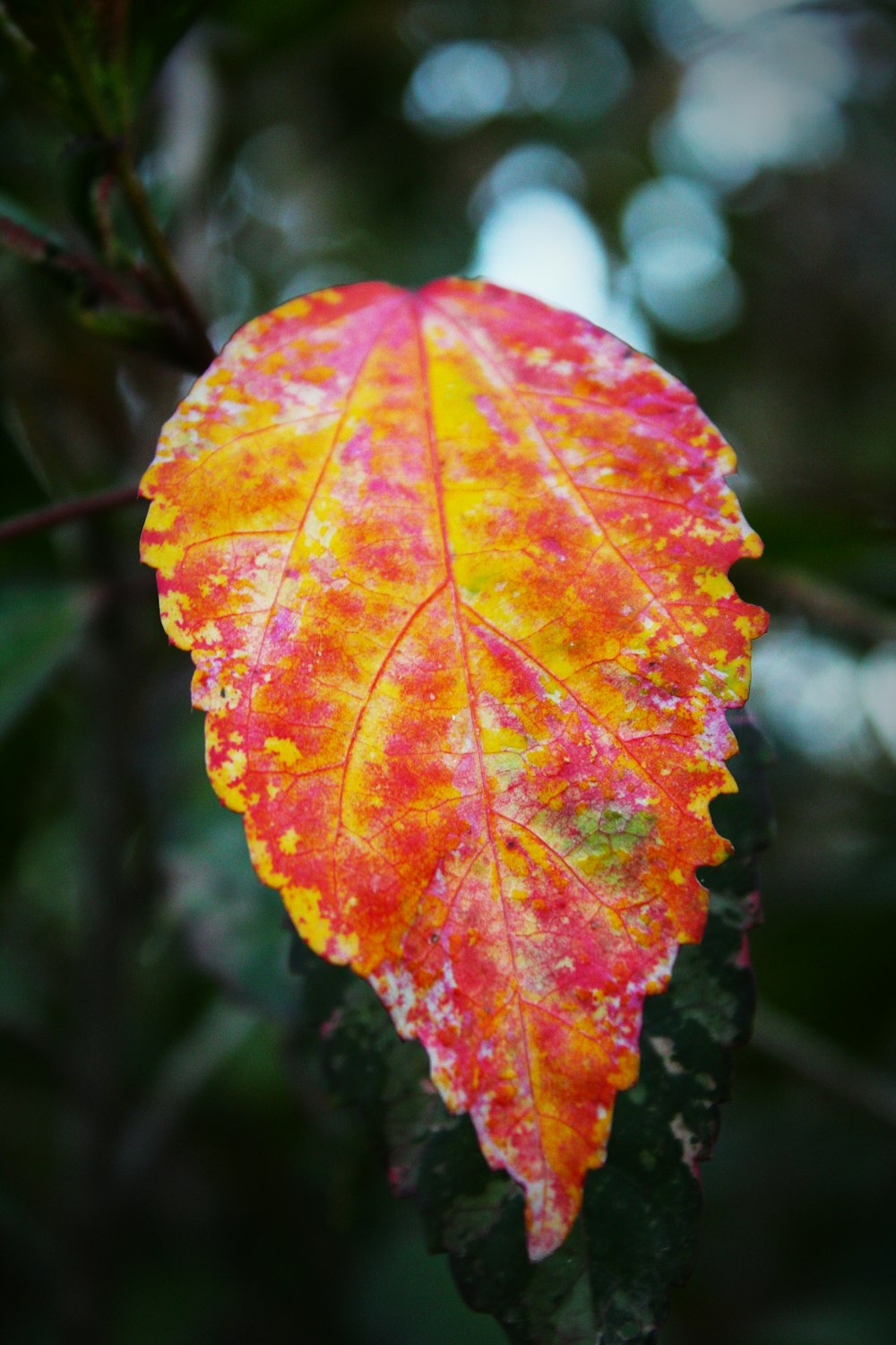 a yellow and red leaf on a tree branch