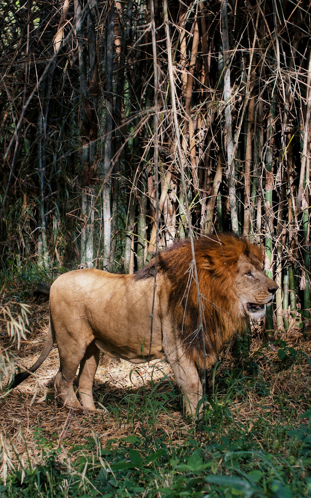 Un león parado en medio de un bosque