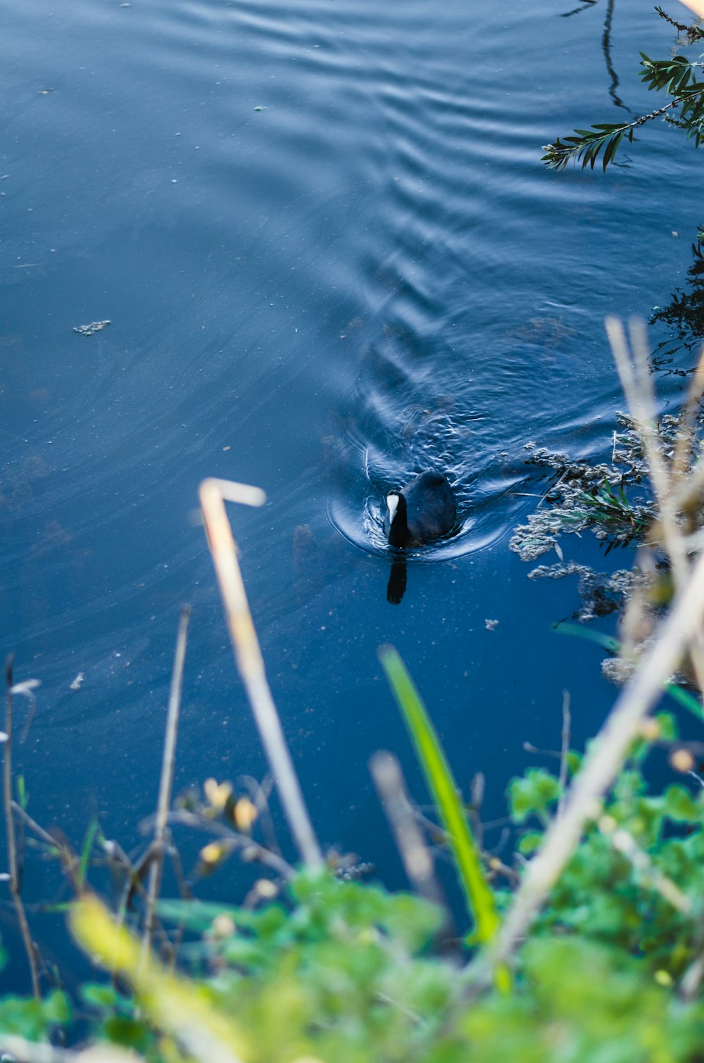 a duck swimming in the water near some plants