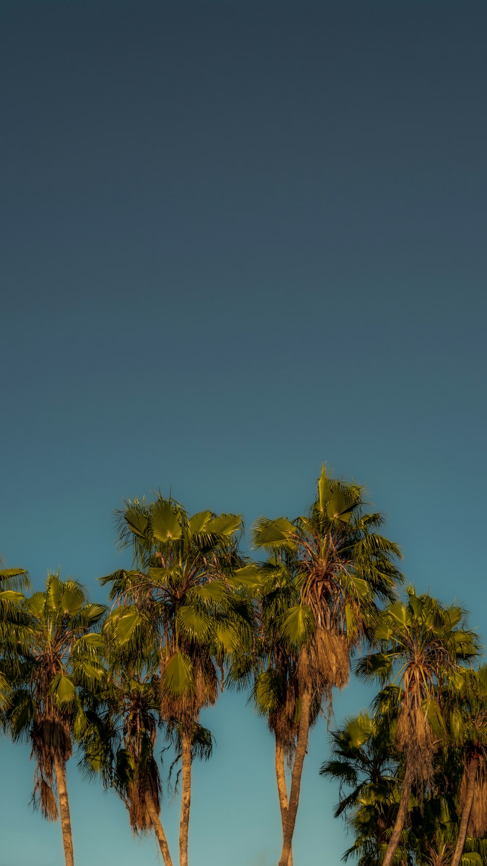 a group of palm trees against a blue sky