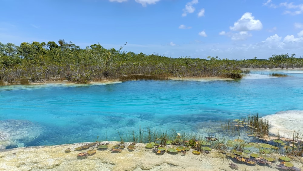 a body of blue water surrounded by trees