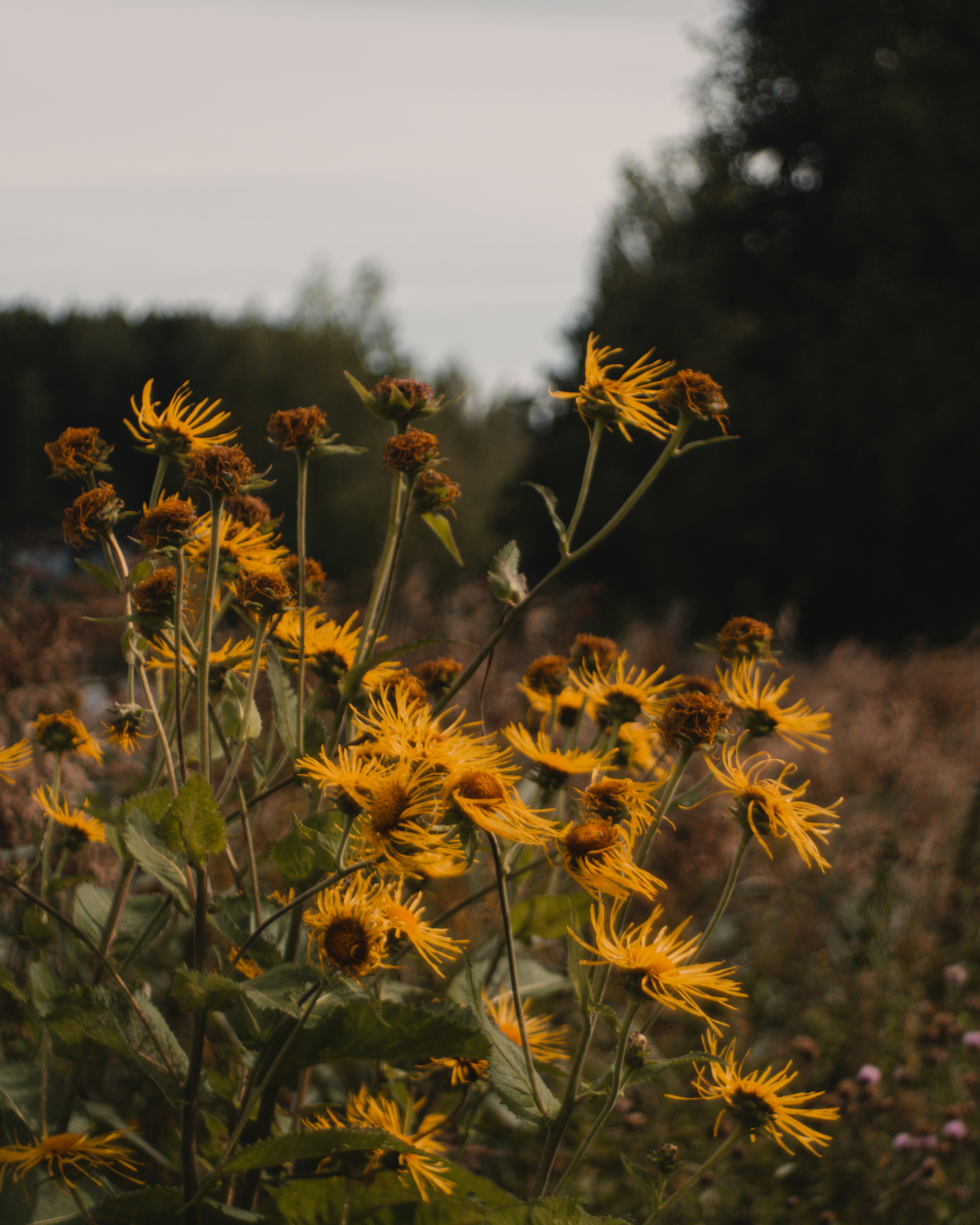 Photo by parasfrendi