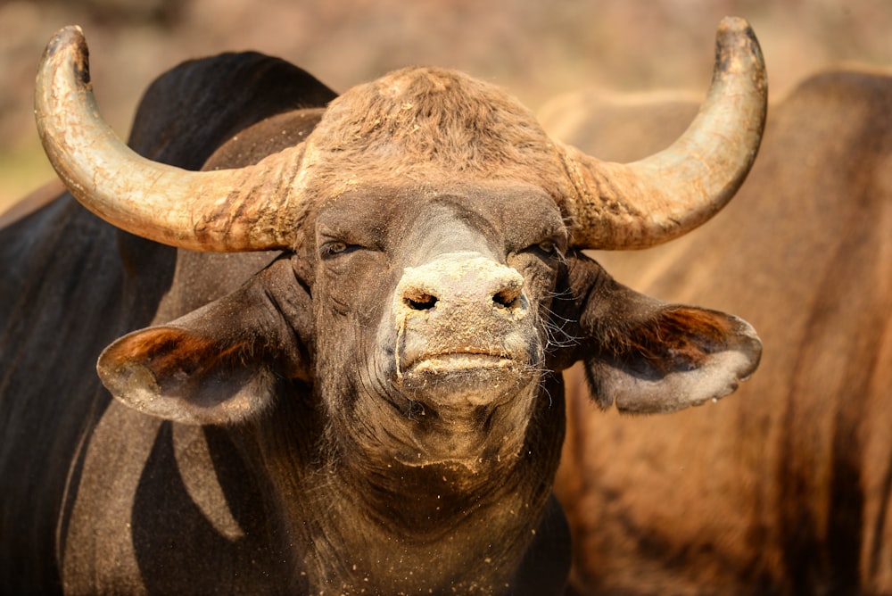 a close up of a bull with very large horns