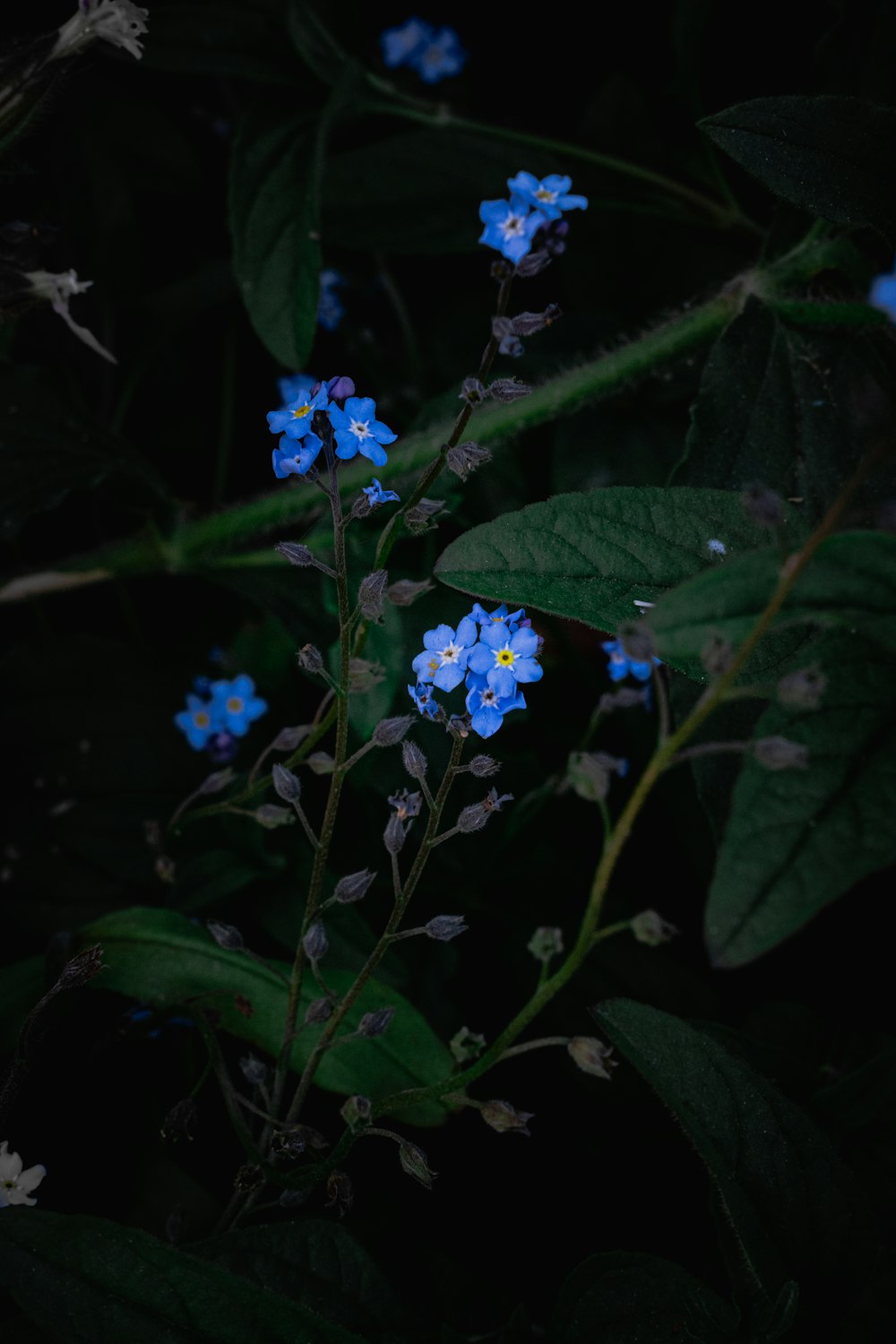 a bunch of blue flowers with green leaves