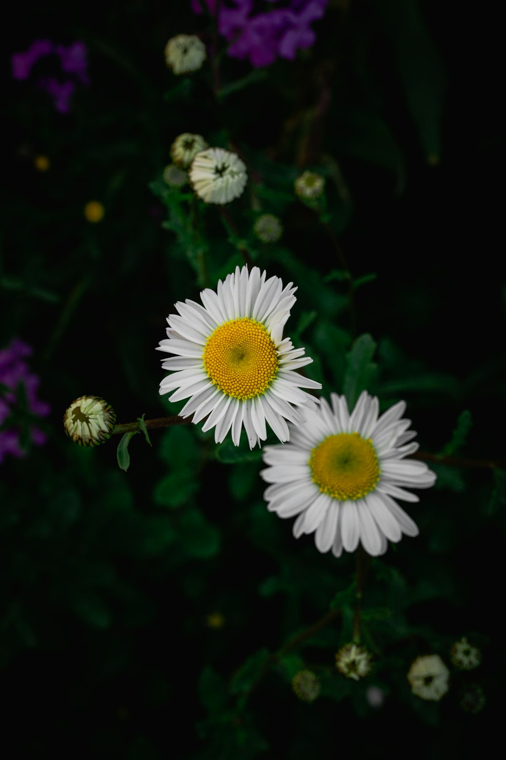 three white flowers with yellow center surrounded by purple and white flowers