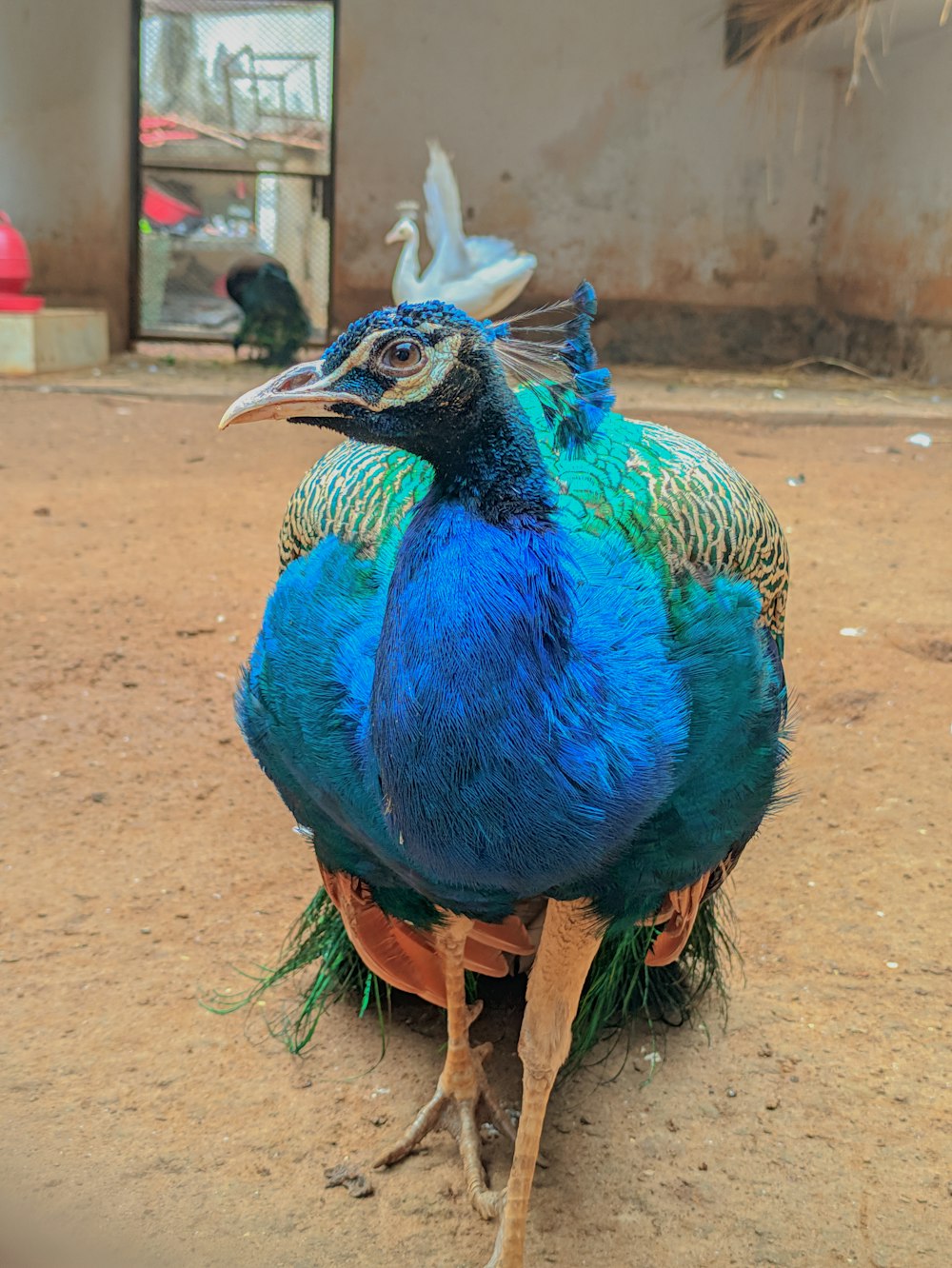a blue and green bird sitting on the ground