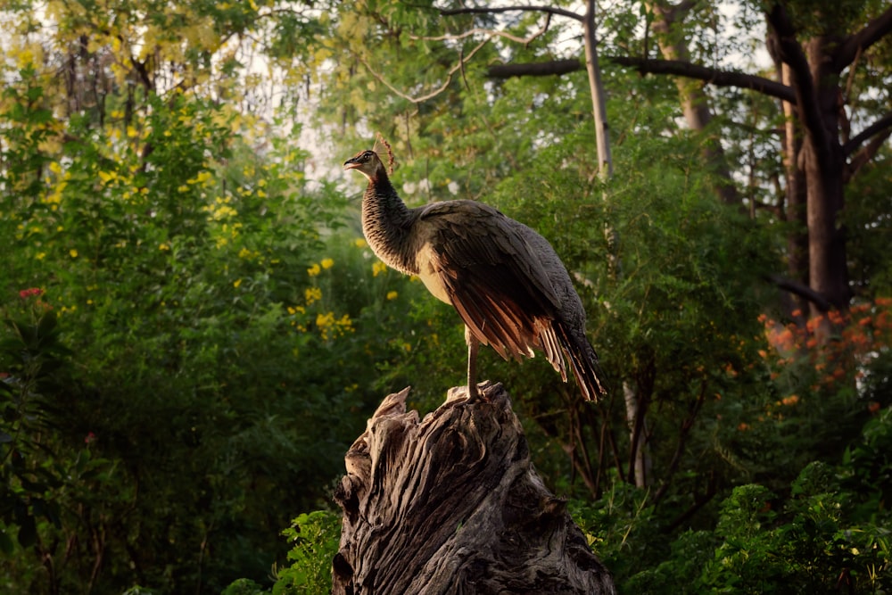 a large bird standing on top of a tree stump