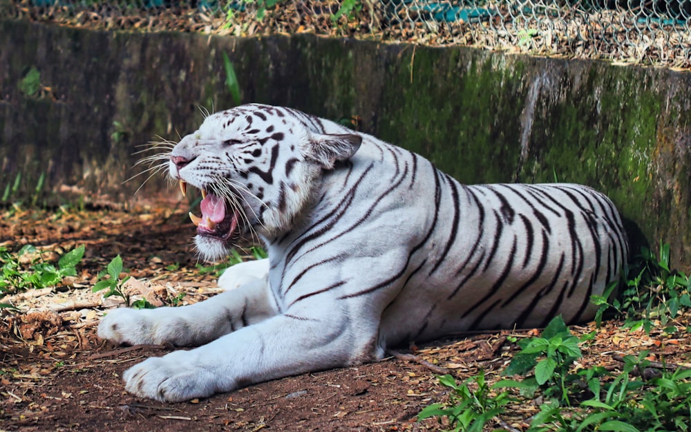 a white tiger laying on the ground with its mouth open