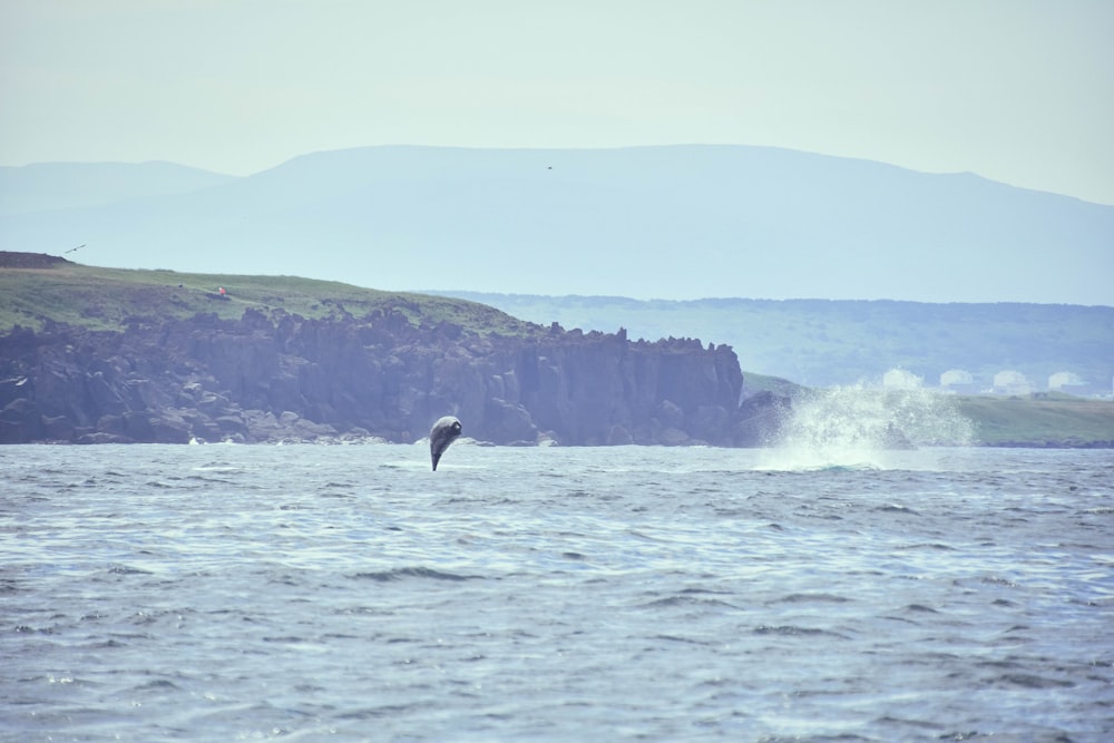 a bird flying over a body of water