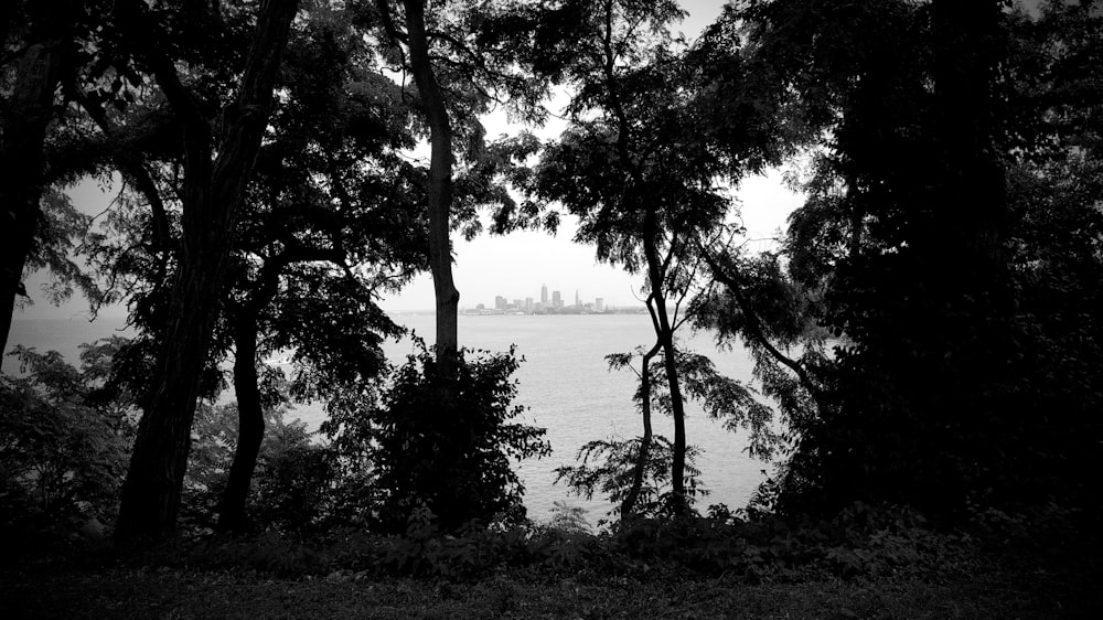 木と水域の白黒写真