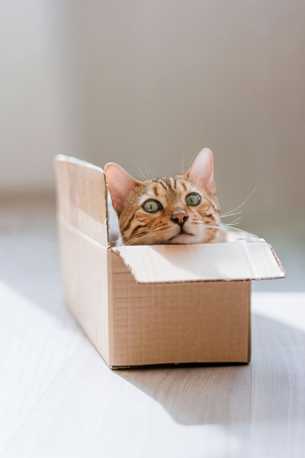 Un gato asomándose de una caja de cartón