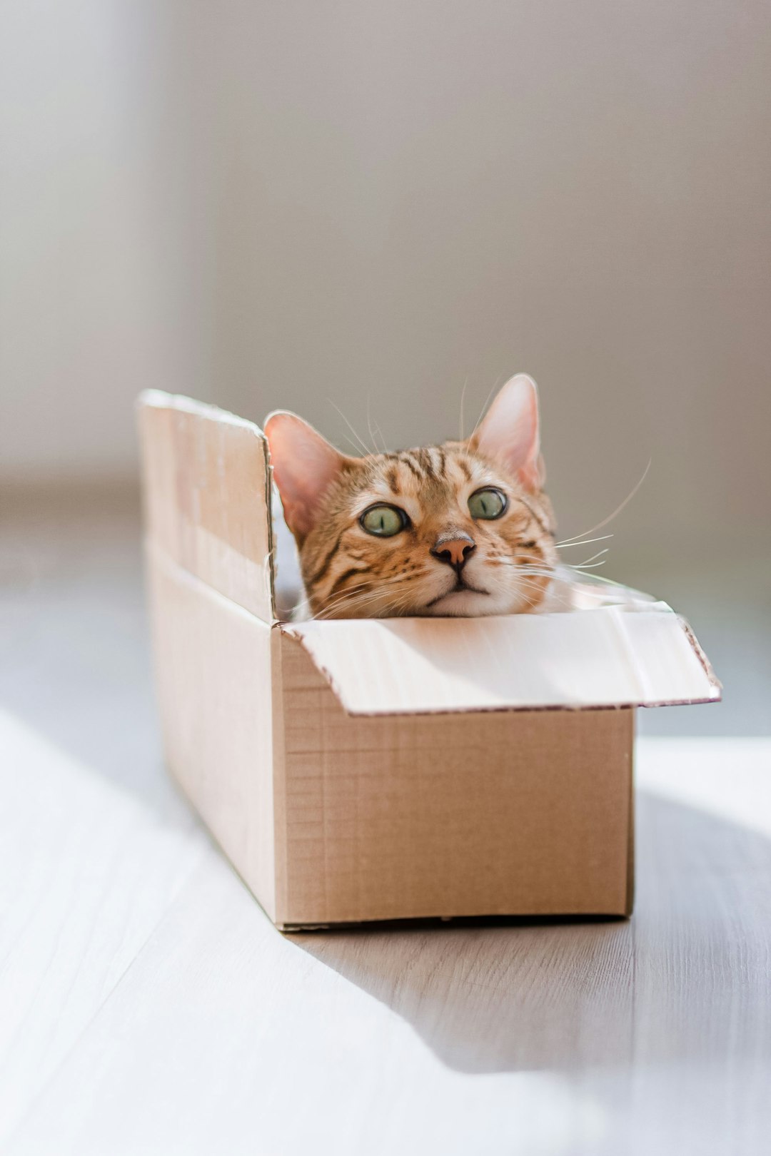 ダンボール箱の中からこちらを見つめる愛猫