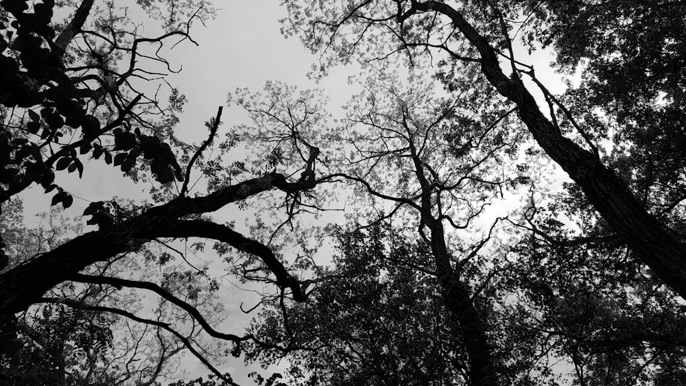 a black and white photo of trees looking up at the sky