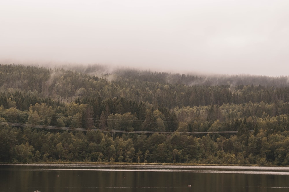 a body of water surrounded by a forest