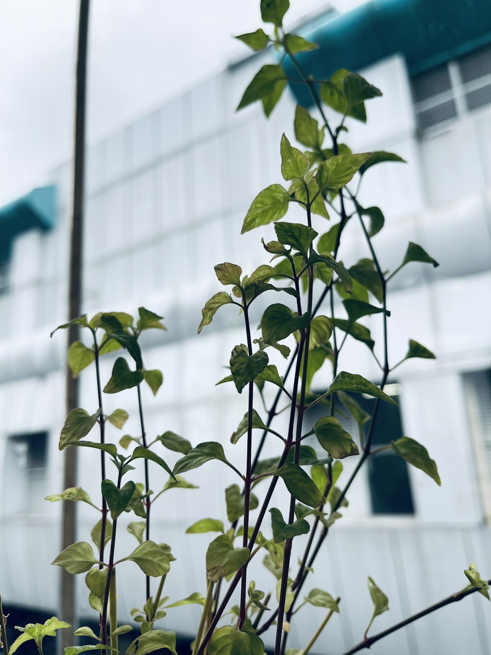 a plant with green leaves in front of a building