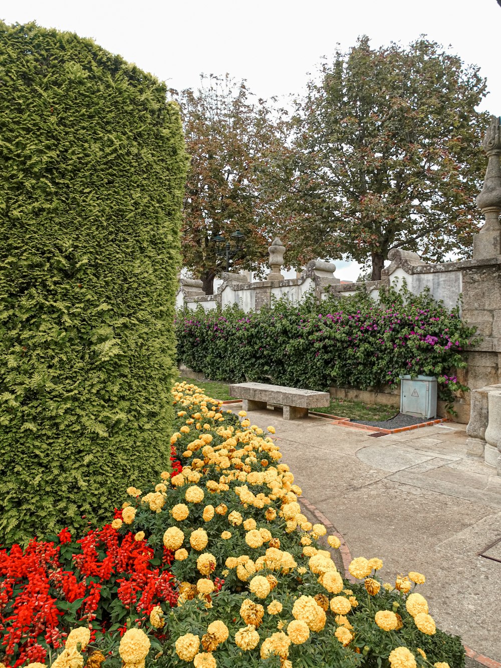 un jardin fleuri aux fleurs jaunes et rouges