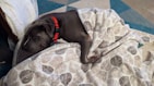 A dog with a red collar is sleeping comfortably under a patterned blanket on a bed. The setting appears cozy with soft, textured bedding and a blue geometric rug in the background.