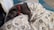 A dog with a red collar is sleeping comfortably under a patterned blanket on a bed. The setting appears cozy with soft, textured bedding and a blue geometric rug in the background.