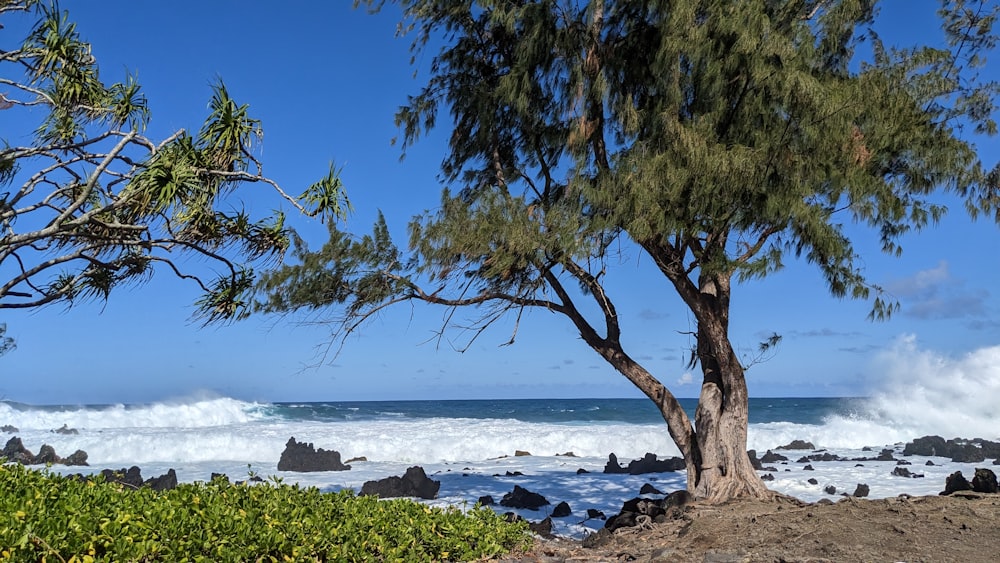 a tree near the ocean with waves crashing in the background