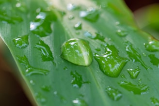 Close-up of water droplets on a leaf reflecting the sky
