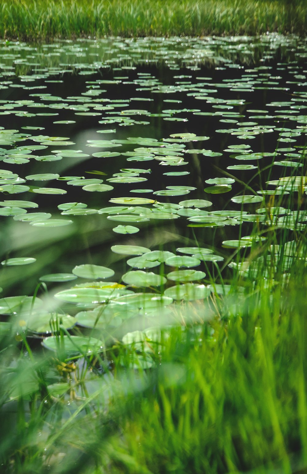 a body of water with lily pads floating on top of it