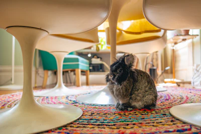 a small rabbit sitting under a table in a room