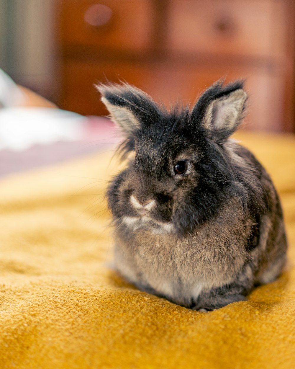 a small rabbit sitting on top of a yellow blanket