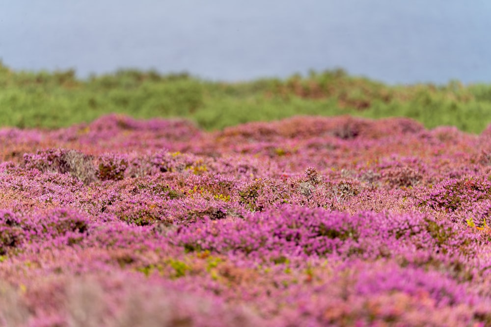 a bird standing on top of a purple flower covered field