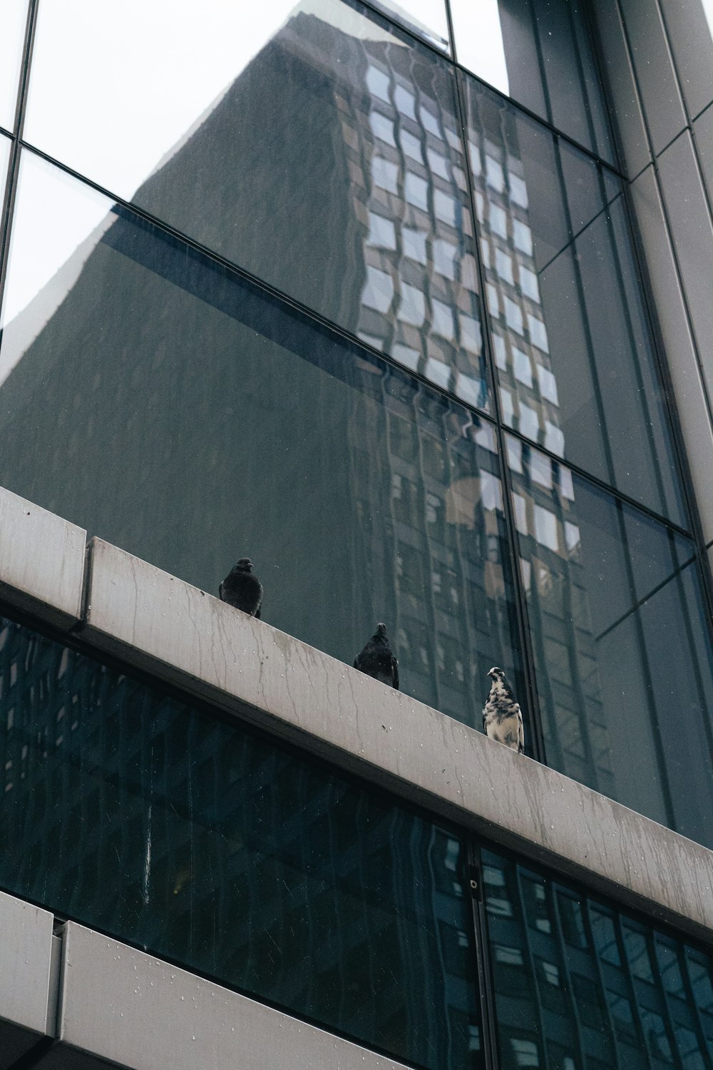 birds are sitting on the ledge of a building