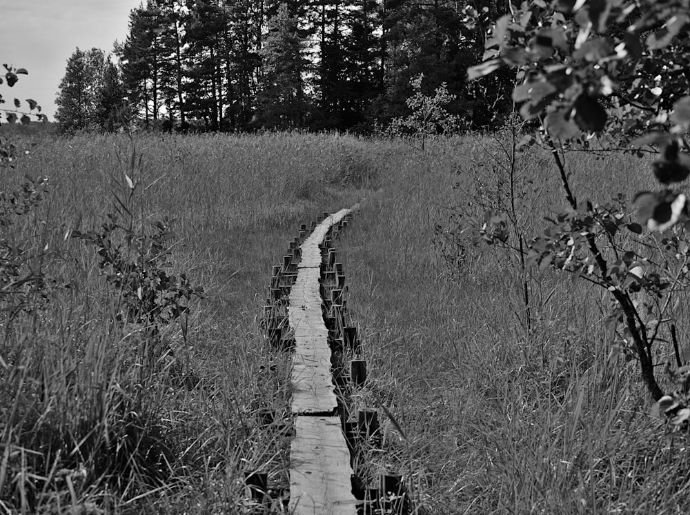 Una foto in bianco e nero di un percorso in un campo