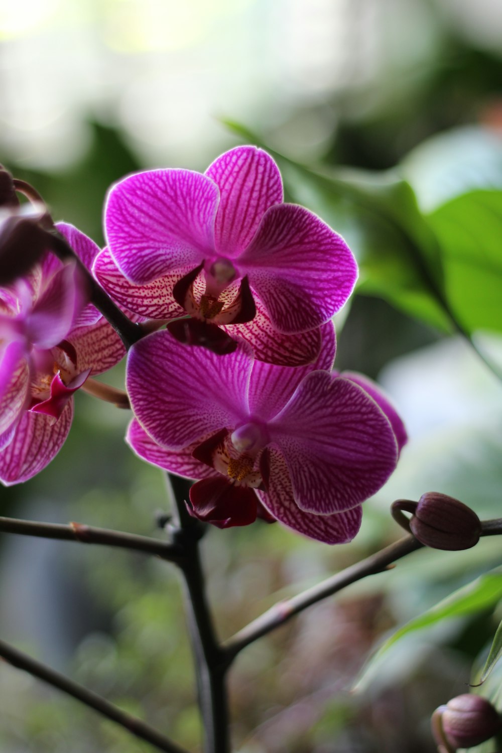 a close up of a purple flower on a branch