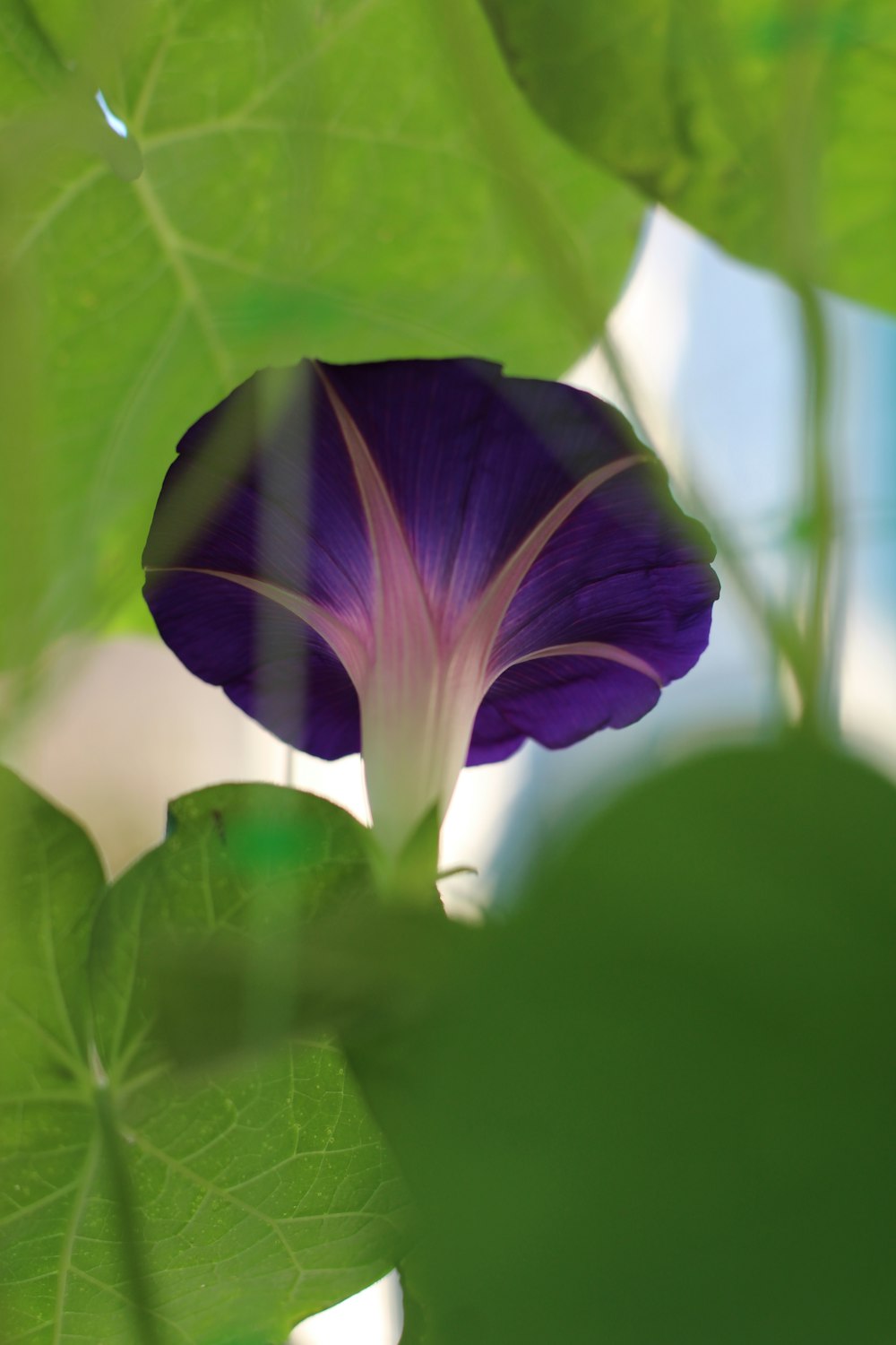 a purple flower with green leaves in the background