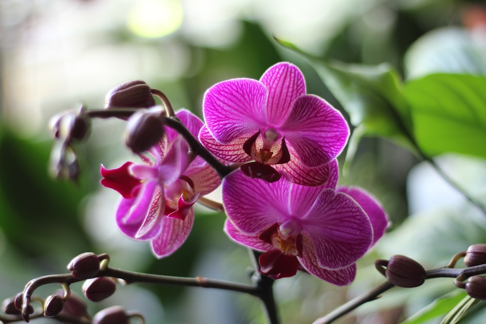 a close up of a purple flower on a branch