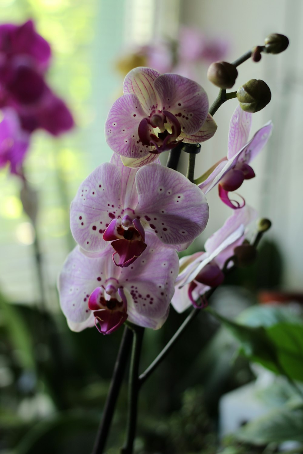 a close up of a purple flower in a vase