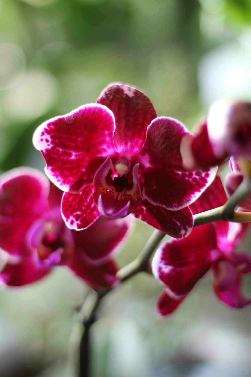 a close up of a pink flower on a branch