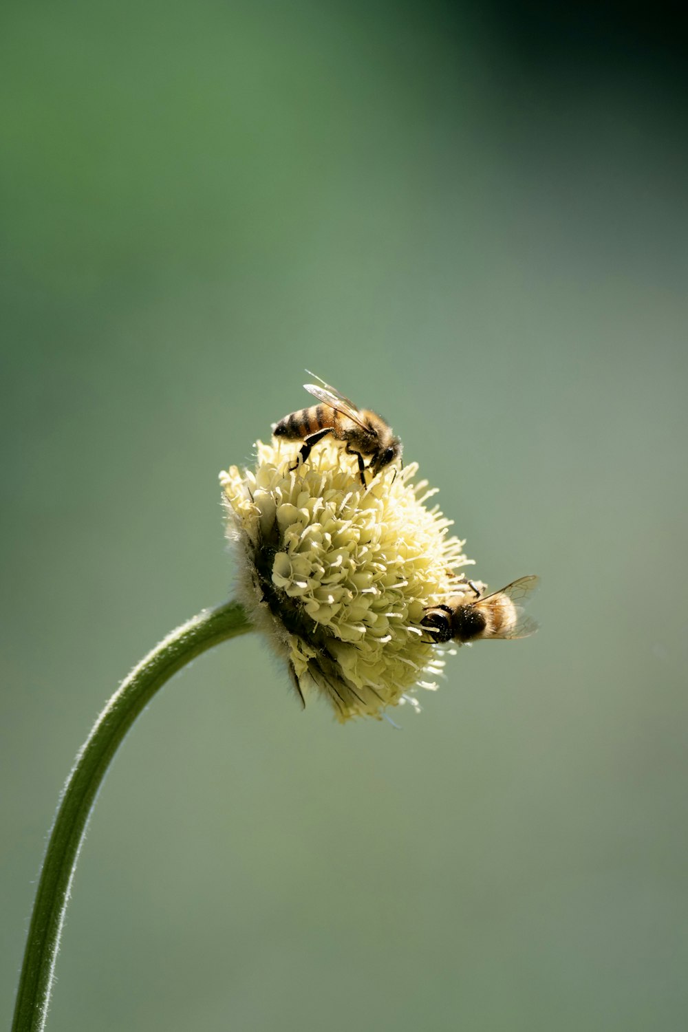two bees are sitting on a yellow flower