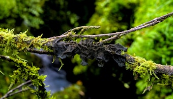 A lush branch covered in vibrant green moss is adorned with dark, textured fungus against a soft, blurred background of greenery, creating a natural, forest-like setting.