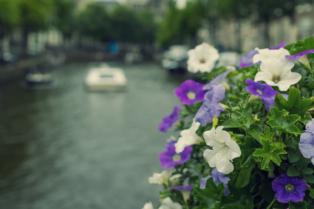 a bunch of purple and white flowers next to a body of water