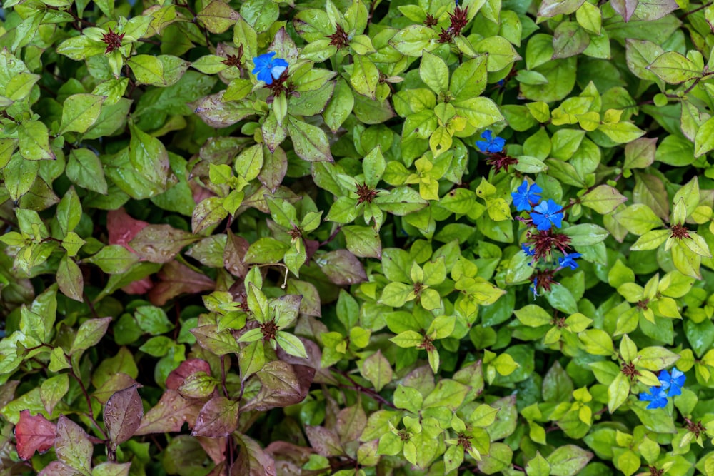 a group of blue flowers surrounded by green leaves