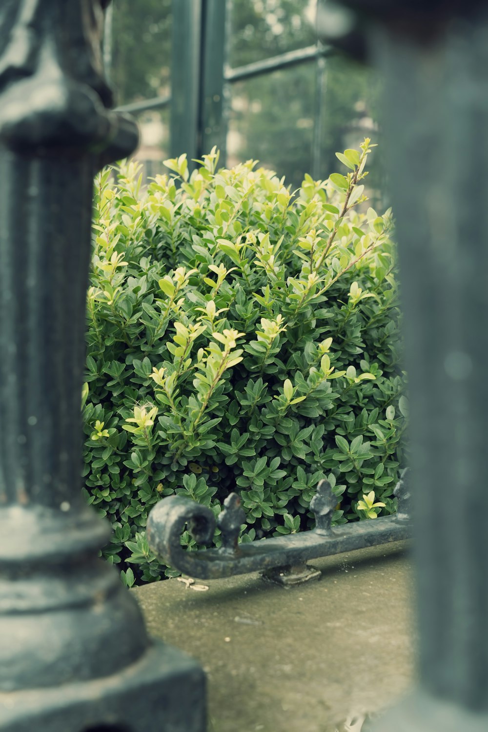 a bush with green leaves in front of a fence