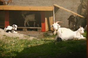 A peaceful scene of goats resting under the shade of a large tree at the sanctuary.