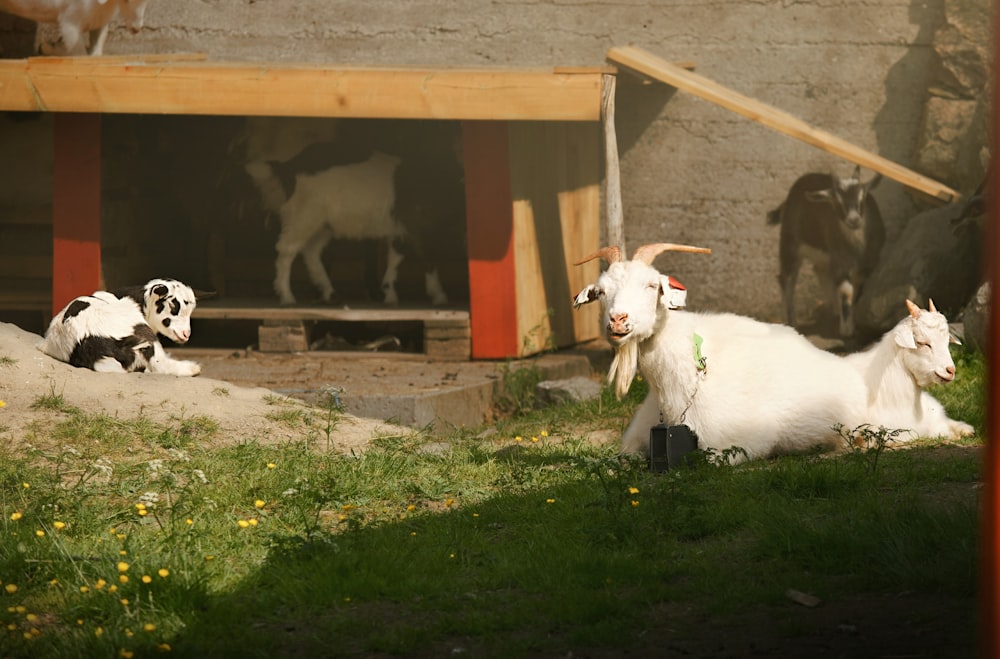 a group of goats sitting on top of a lush green field