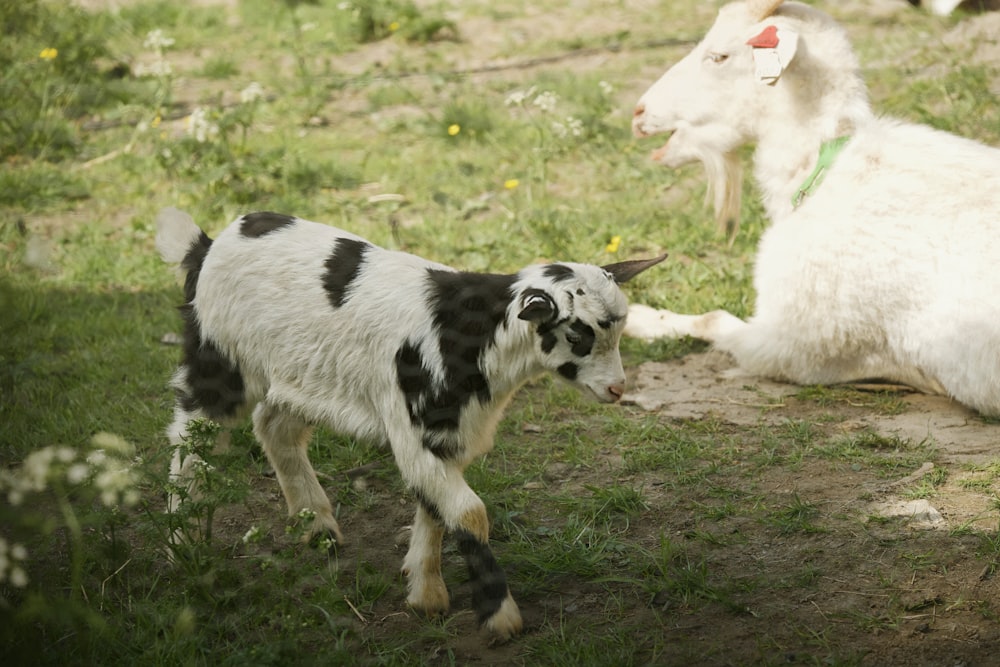 a couple of goats standing on top of a lush green field