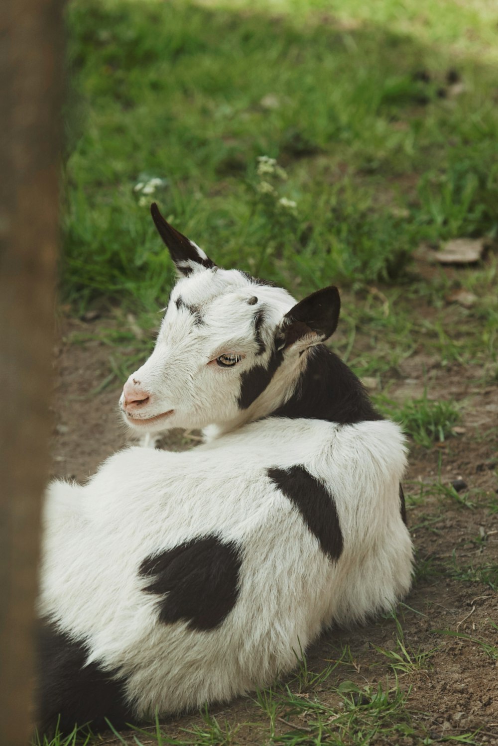 a black and white cow laying on the ground