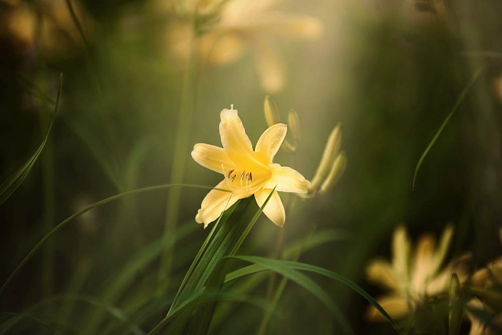 Un primo piano di un fiore giallo in un campo