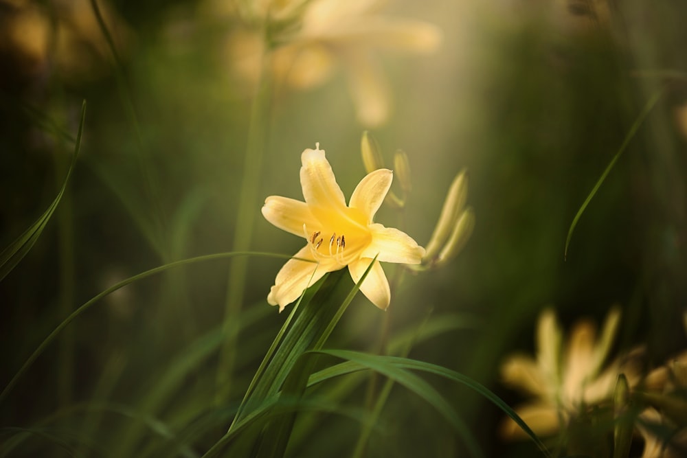 a close up of a yellow flower in a field