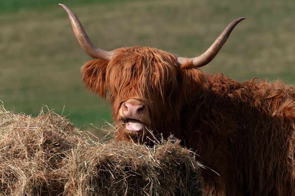 a brown cow with long horns standing next to a pile of hay