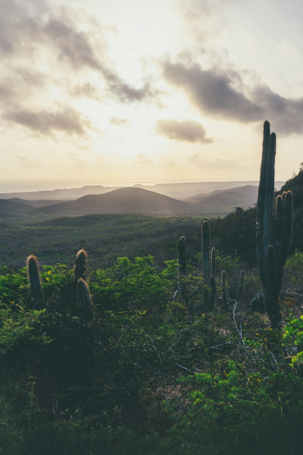 a group of cacti in a field with mountains in the background