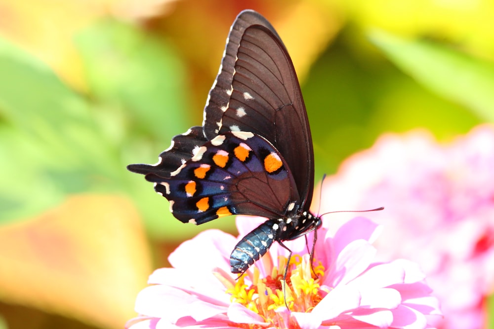 a butterfly sitting on top of a pink flower